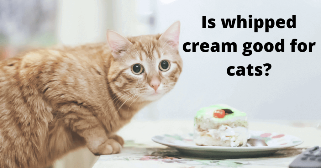 Can Cats have Whipped Cream? Let's Dig it Up