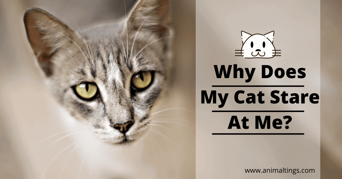 Why Does My Cat Stare At Me?