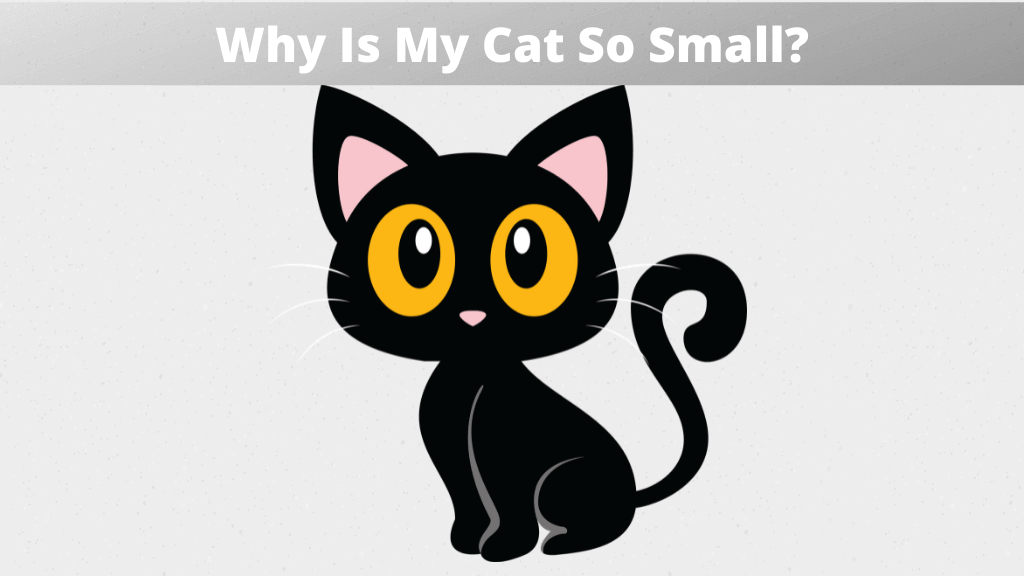 Why Is My Cat So Small? Animal Tings