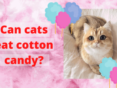 Can cats eat cotton candy