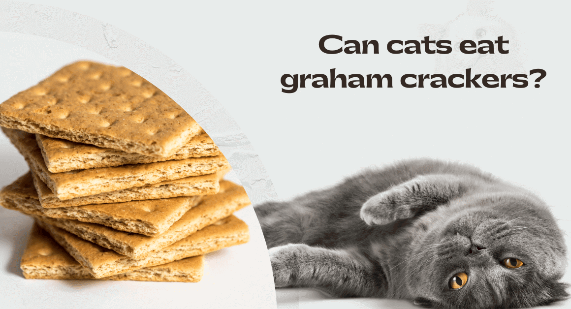 Can cats eat graham crackers