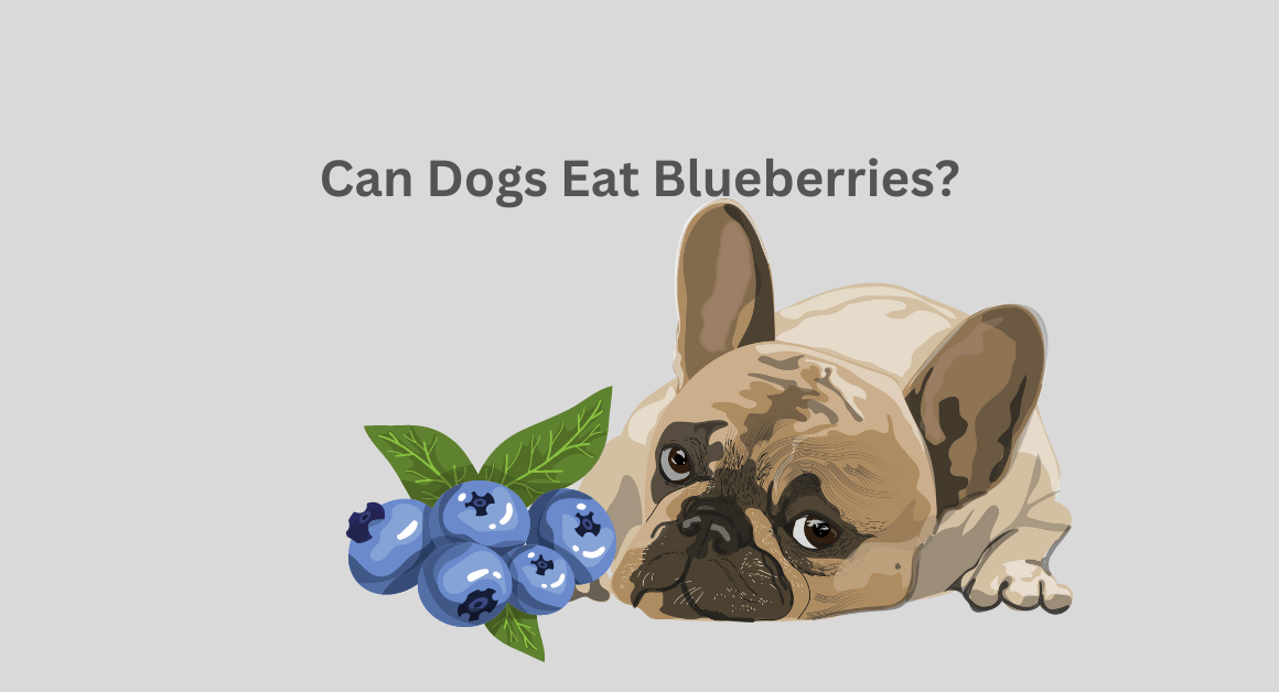 Can Dogs Eat Blueberries