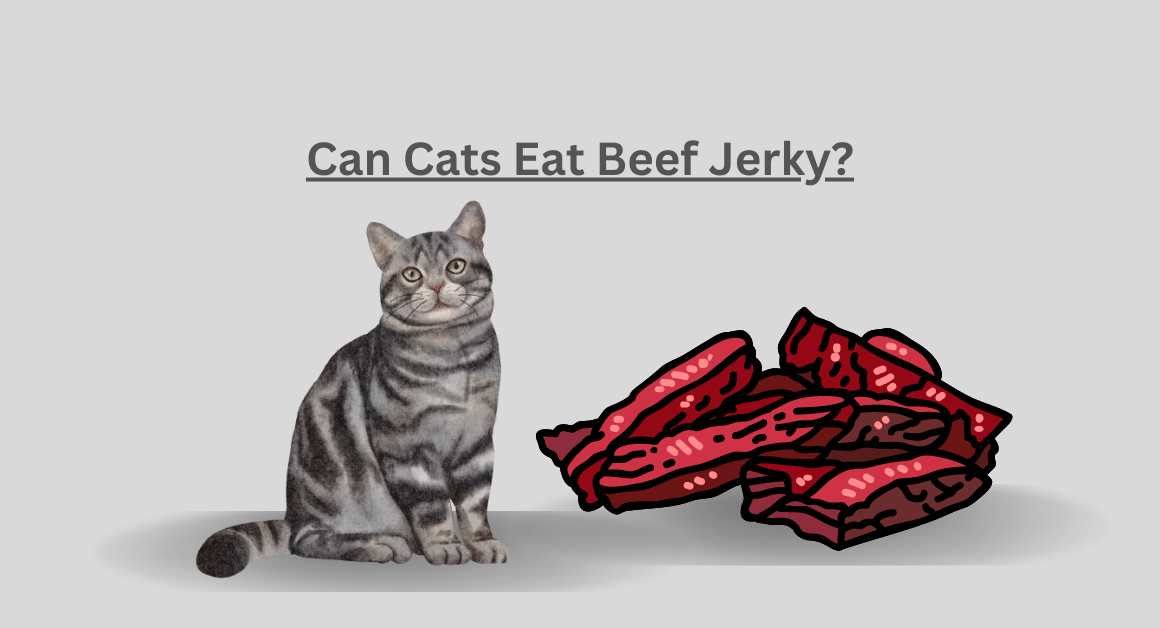 Can Cats Eat Beef Jerky
