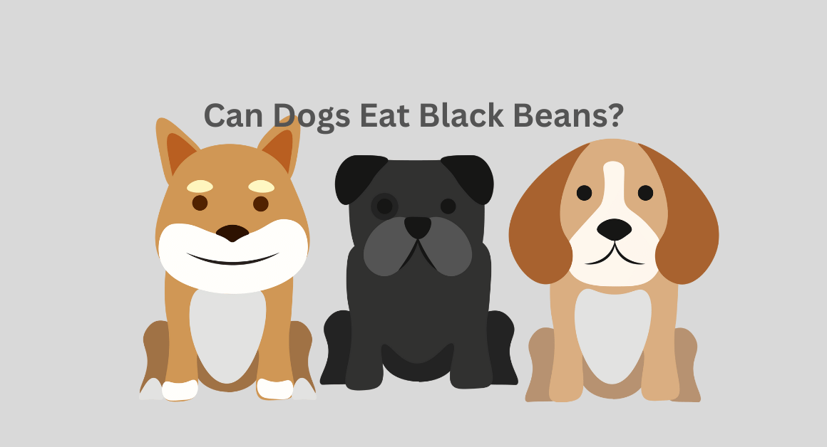 Can Dogs Eat Black Beans