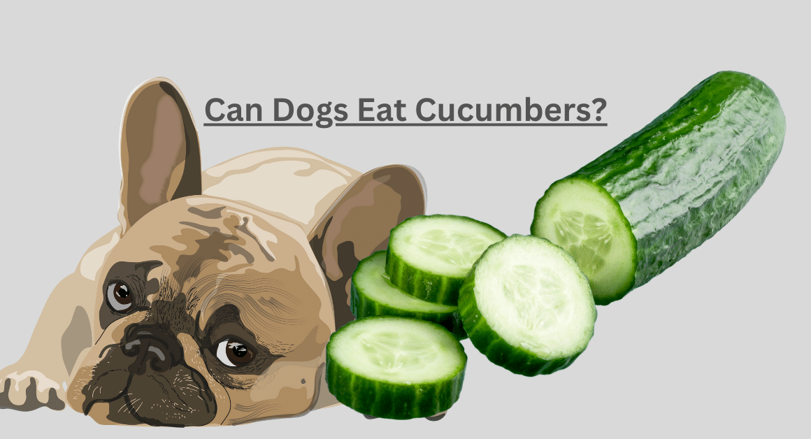 Can Dogs Eat Cucumbers