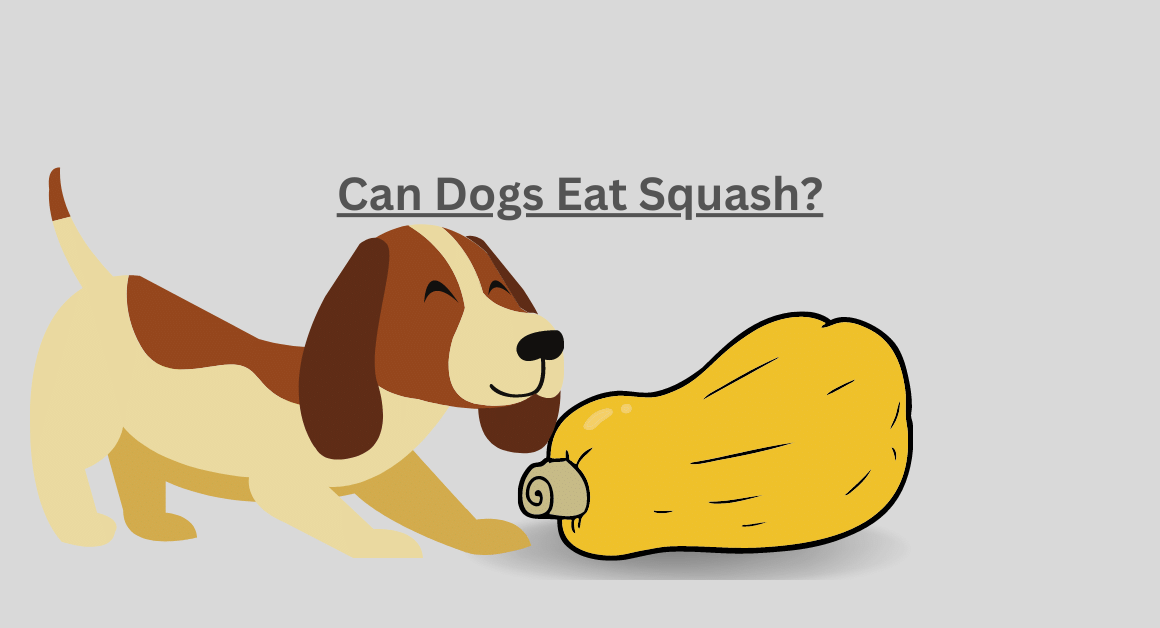 Can Dogs Eat Squash