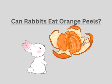 Can Rabbits Eat Orange Peels