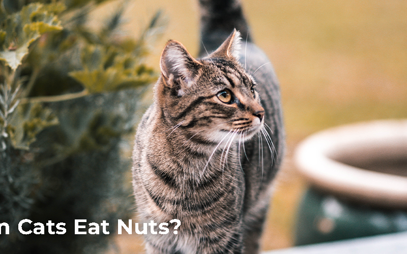 Can Cats Eat Nuts?