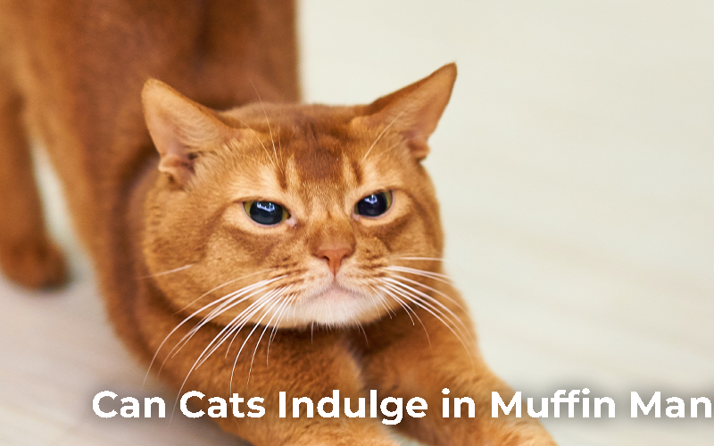 Can Cats Eat Muffins
