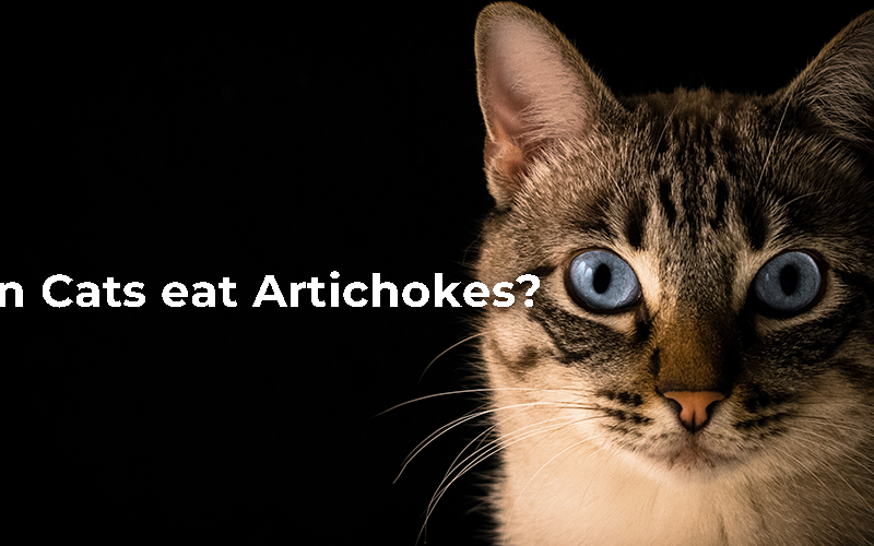 Can Cats eat Artichokes?