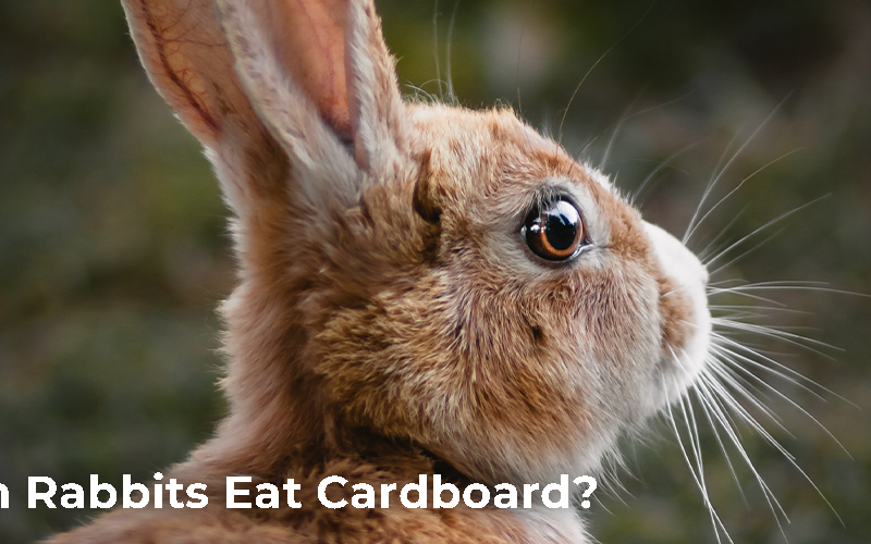 Can Rabbits Eat Cardboard?