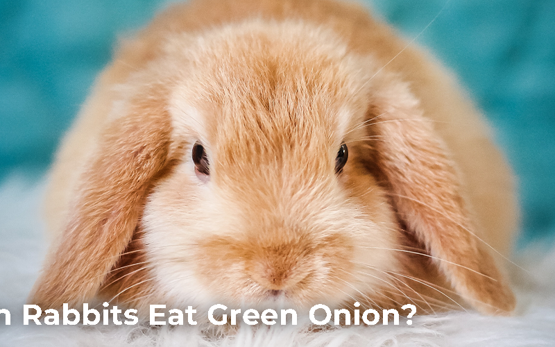 Can Rabbits Eat Green Onion?