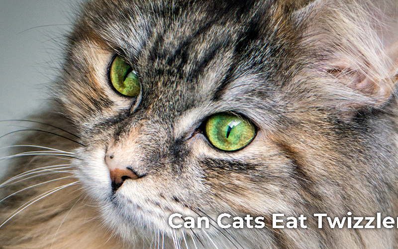 Can Cats Eat Twizzlers?