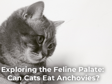 Can Cats Eat Anchovies?