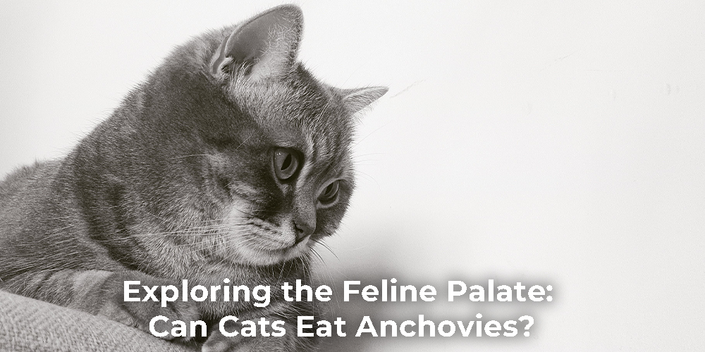Can Cats Eat Anchovies?