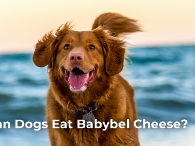Can Dogs Eat Babybel cheese